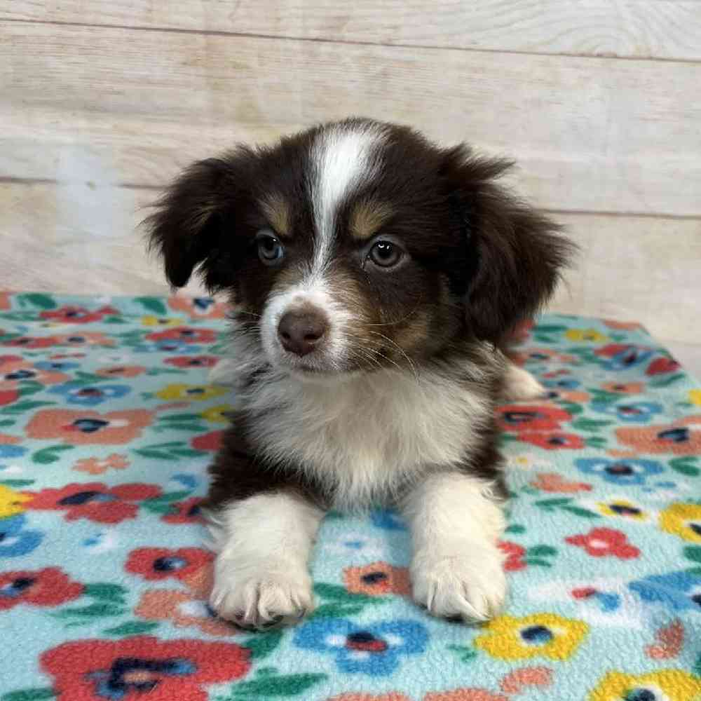 Image of a pet breed in the gallery