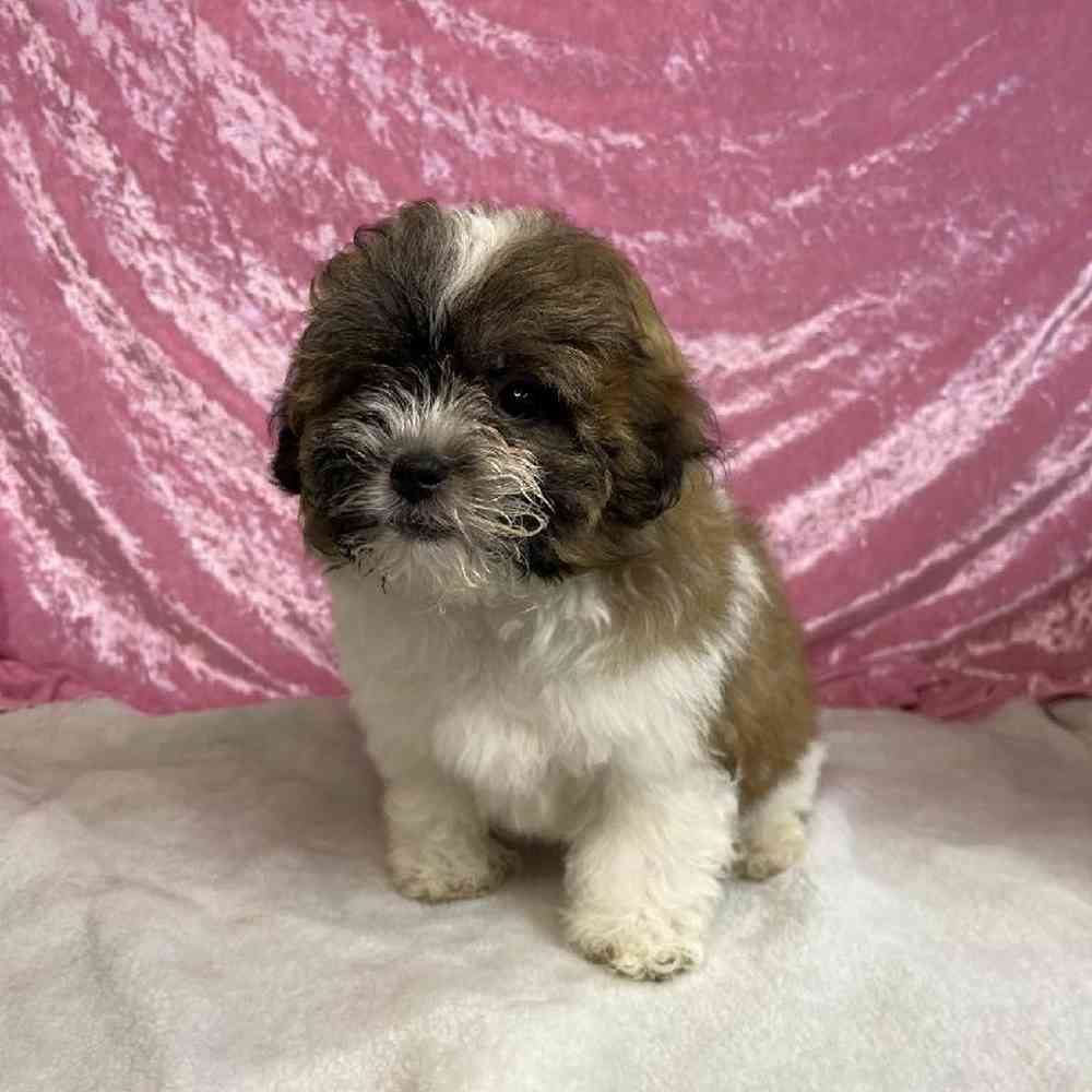 Image of a pet breed in the gallery