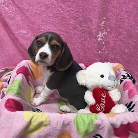Beagle