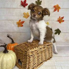 Chihuahua