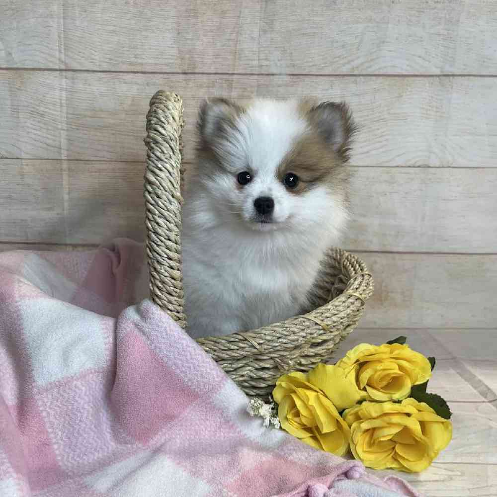 carousel pet images