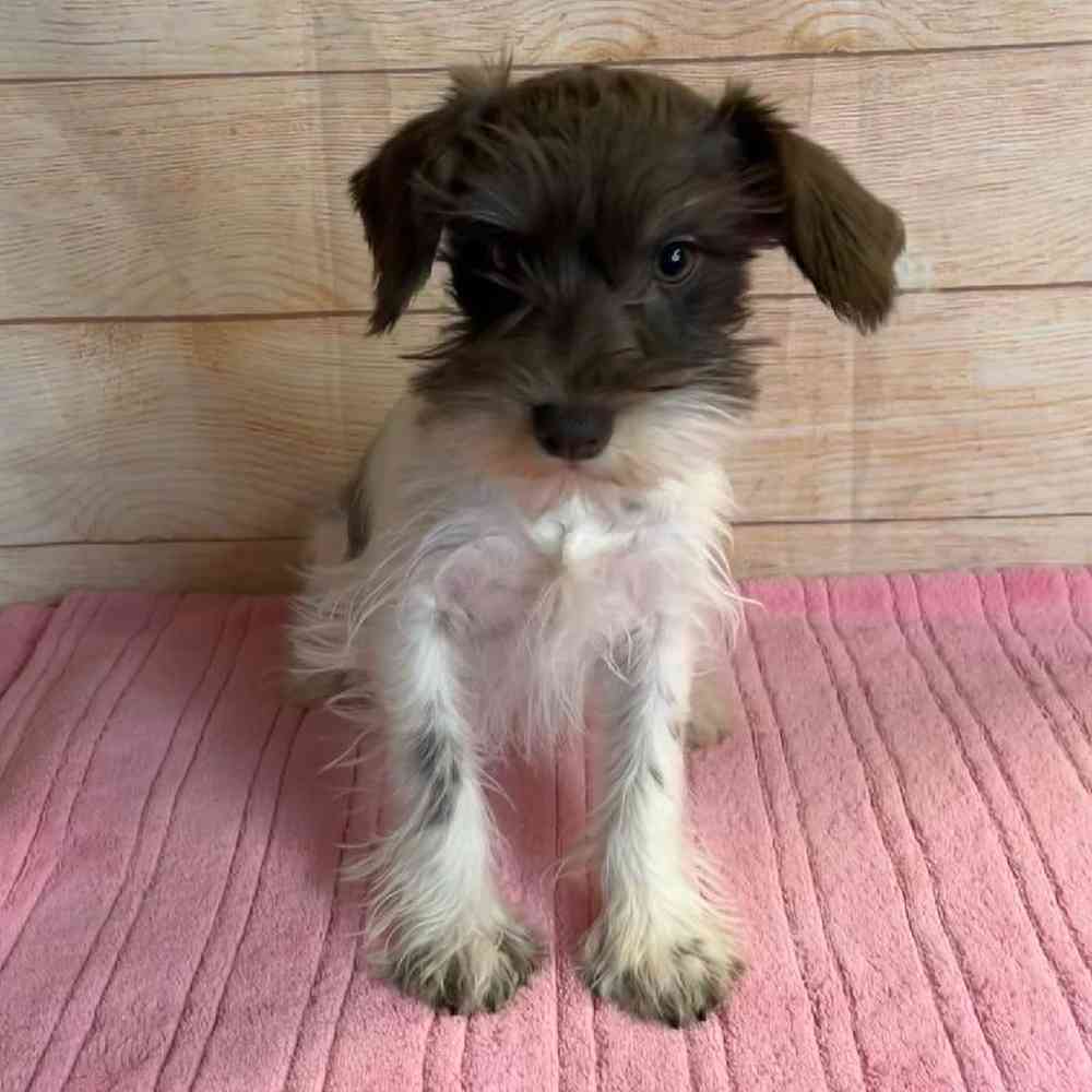 Female Miniature Schnauzer Puppy for Sale in OMAHA, NE