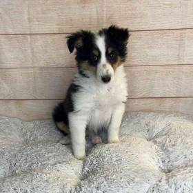 Shetland Sheepdog