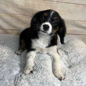 Miniature Australian Shepherd/Cavalier King Charles Spaniel