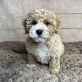 Maltese/Poodle/Shih Tzu