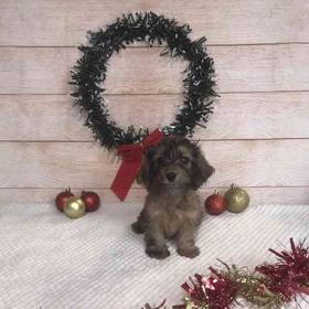 Dachshund/Poodle