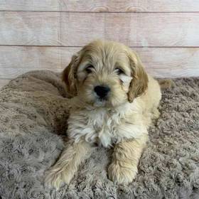 Cocker Spaniel/Poodle/Golden Retriever