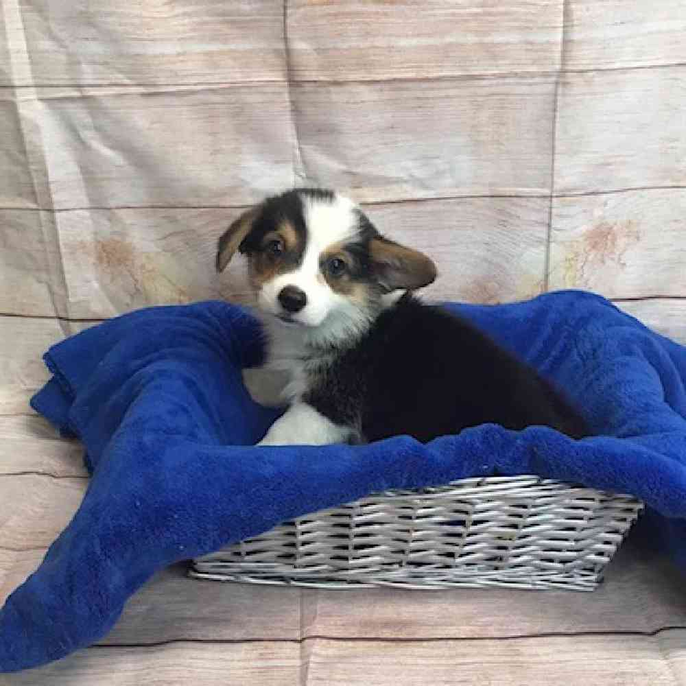 Pembroke Welsh Puppy for sale Tullys Kennels