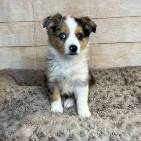 Miniature Australian Shepherd