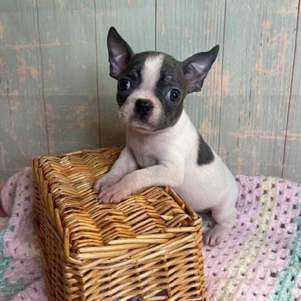 Image of a pet breed in the gallery