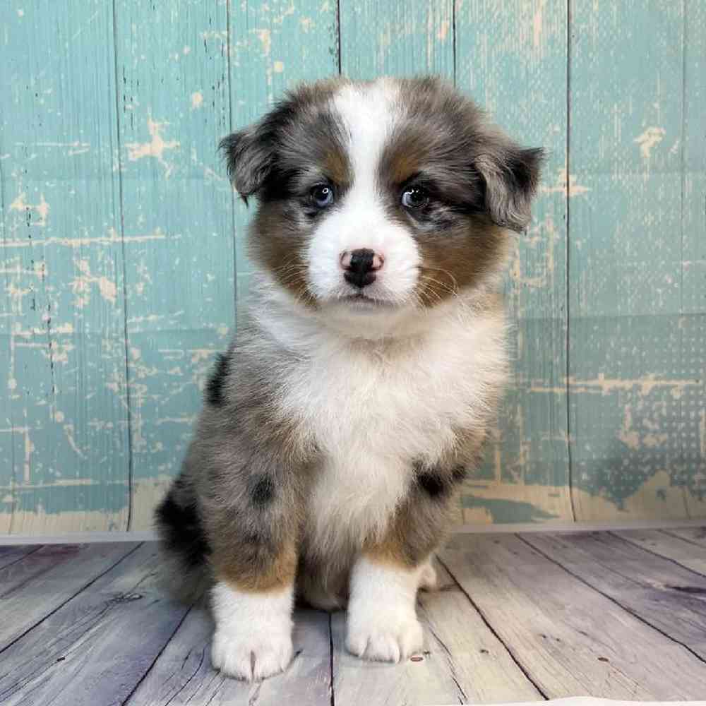 carousel pet images