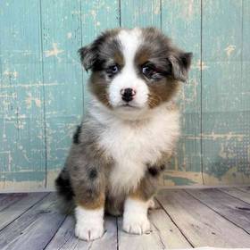 Miniature Australian Shepherd