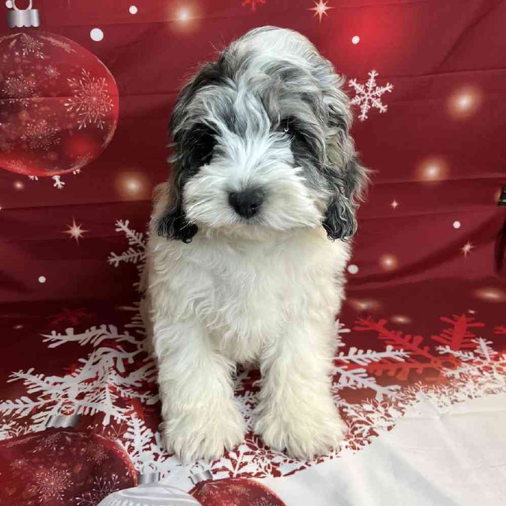 carousel pet images
