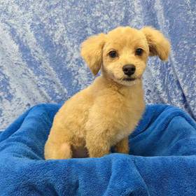 Poodle/Coton De Tulear