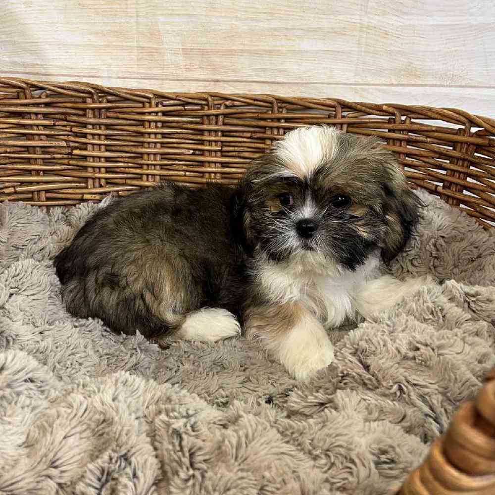Image of a pet breed in the gallery