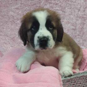 Saint Bernard