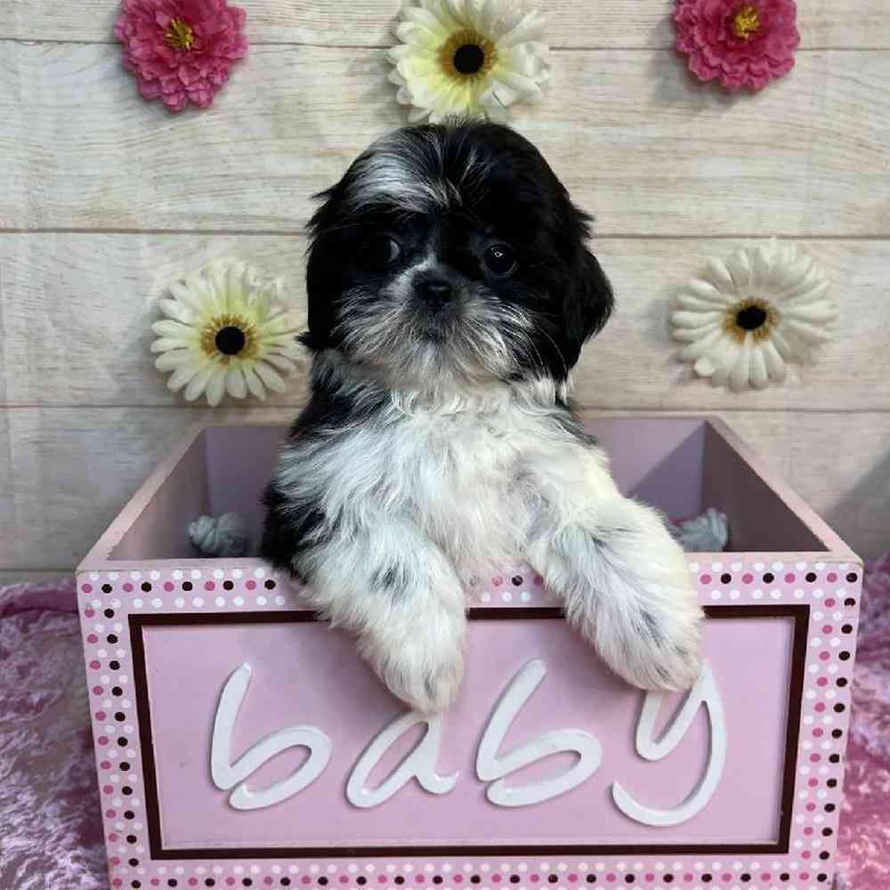carousel pet images