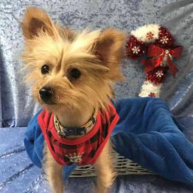 Chinese Crested Mix