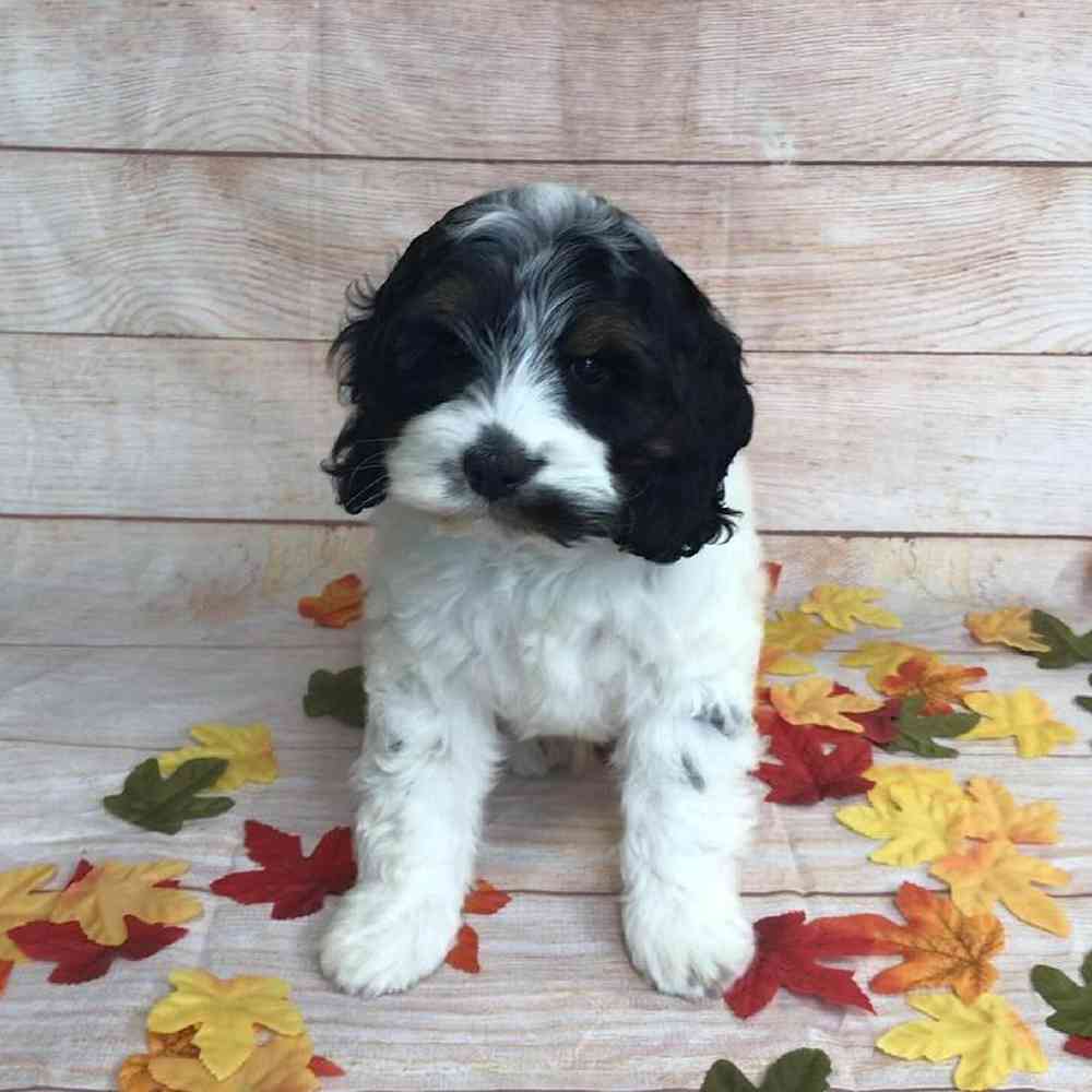 carousel pet images