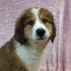 Great Pyrenees/ Bernese Mountain Dog