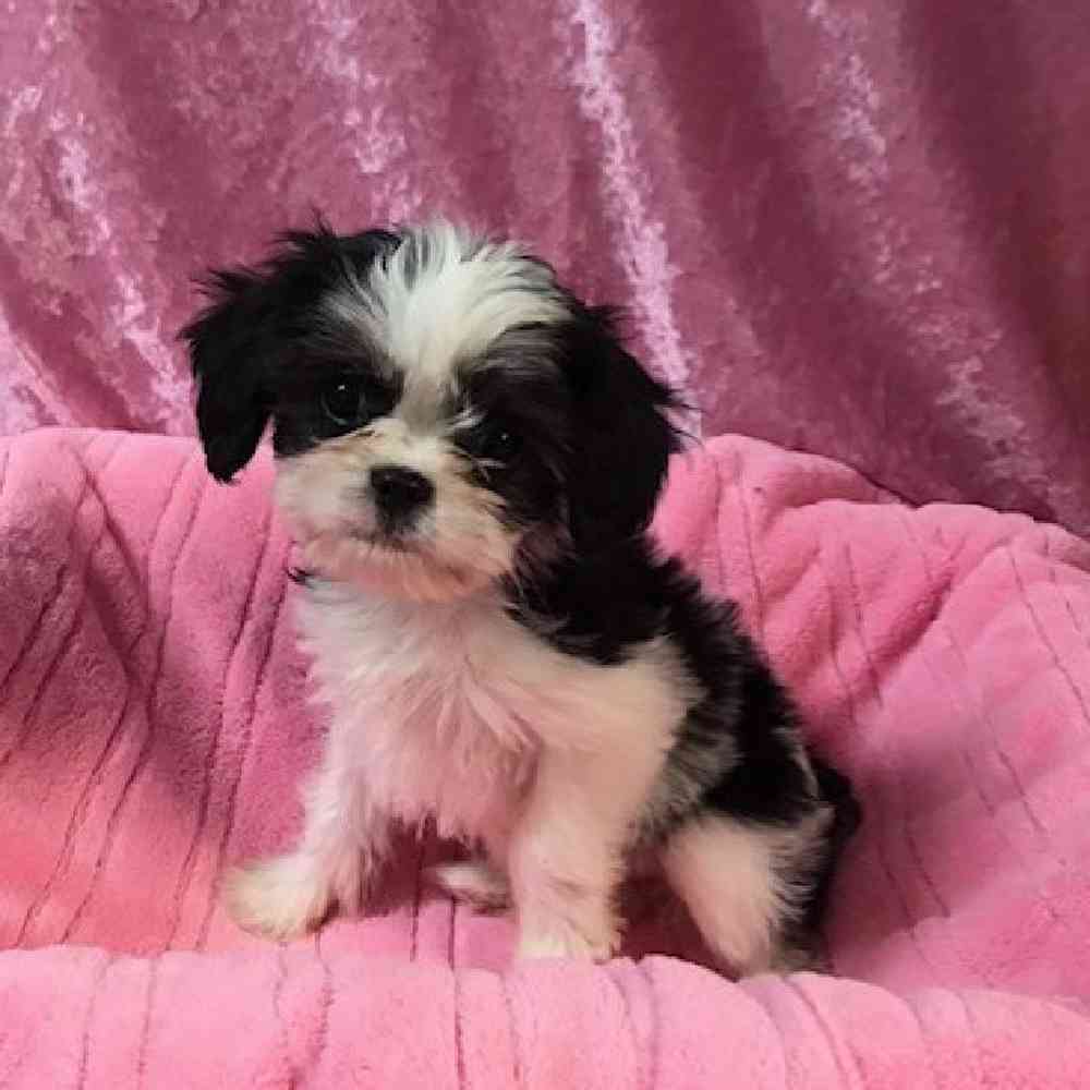 Female Lhasa Apso-Cavalier King Charles Spaniel Puppy for sale