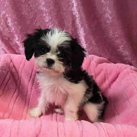 Lhasa Apso-Cavalier King Charles Spaniel