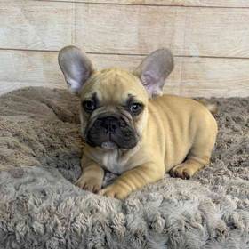 French Bulldog