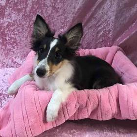 Shetland Sheepdog