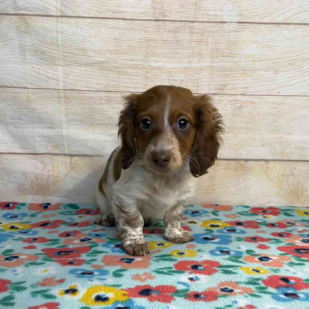 Image of a pet breed in the gallery
