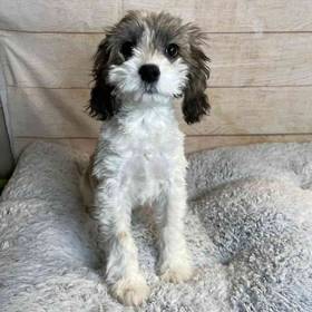 Cocker Spaniel/Poodle