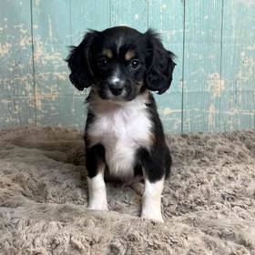 Miniature Australian Shepherd/Cavalier King Charles Spaniel
