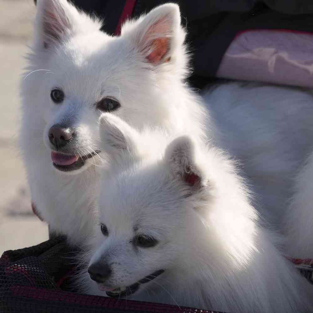 carousel pet images