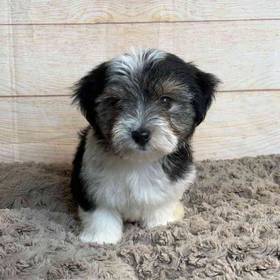 Yorkshire Terrier / Maltese
