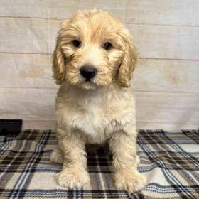 Golden Retriever/Miniature Poodle