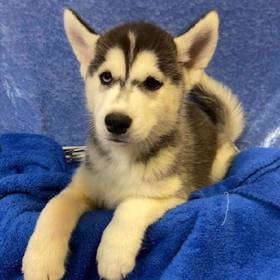 Siberian Husky