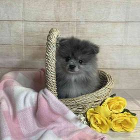 Pomeranian