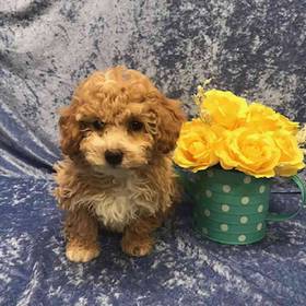 Bichon Frise-Poodle