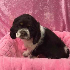 Cocker Spaniel