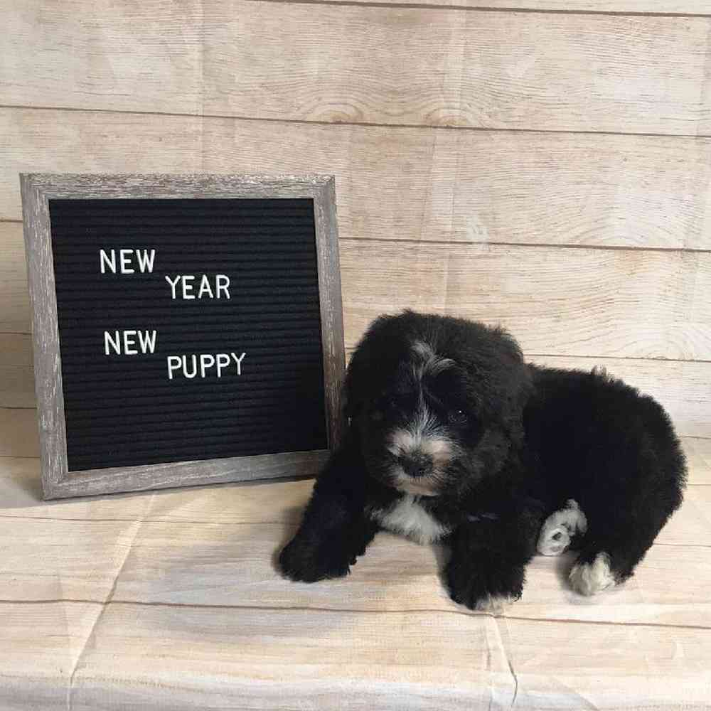 Bernese Mountain Dog/Poodle