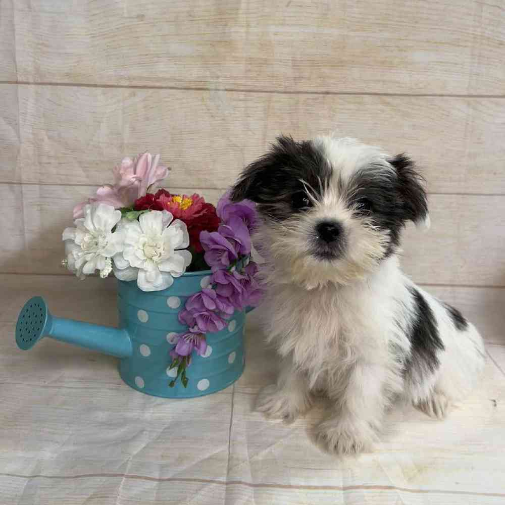 carousel pet images