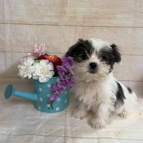 ShihTzu/Yorkie