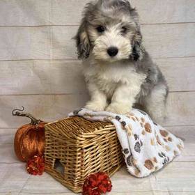Dachshund/Poodle