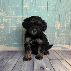 ShihTzu/Poodle