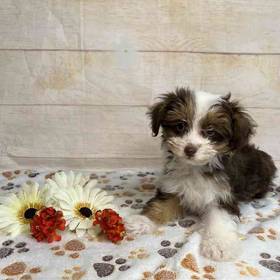 Toy Australian shepherd/poodle 