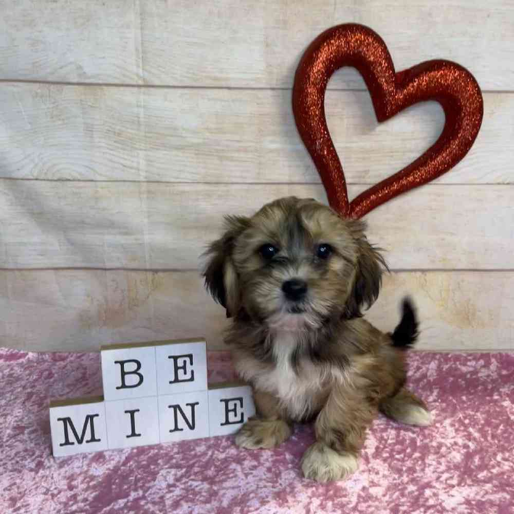 carousel pet images