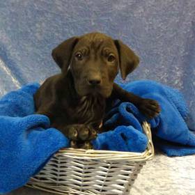 Great Dane/Labrador Retriever Mix