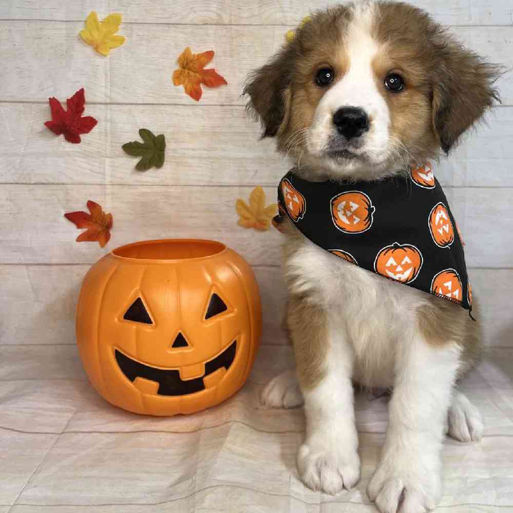 carousel pet images