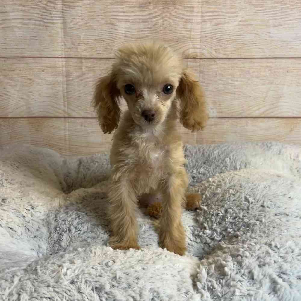 Female Poodle Puppy for Sale in OMAHA, NE