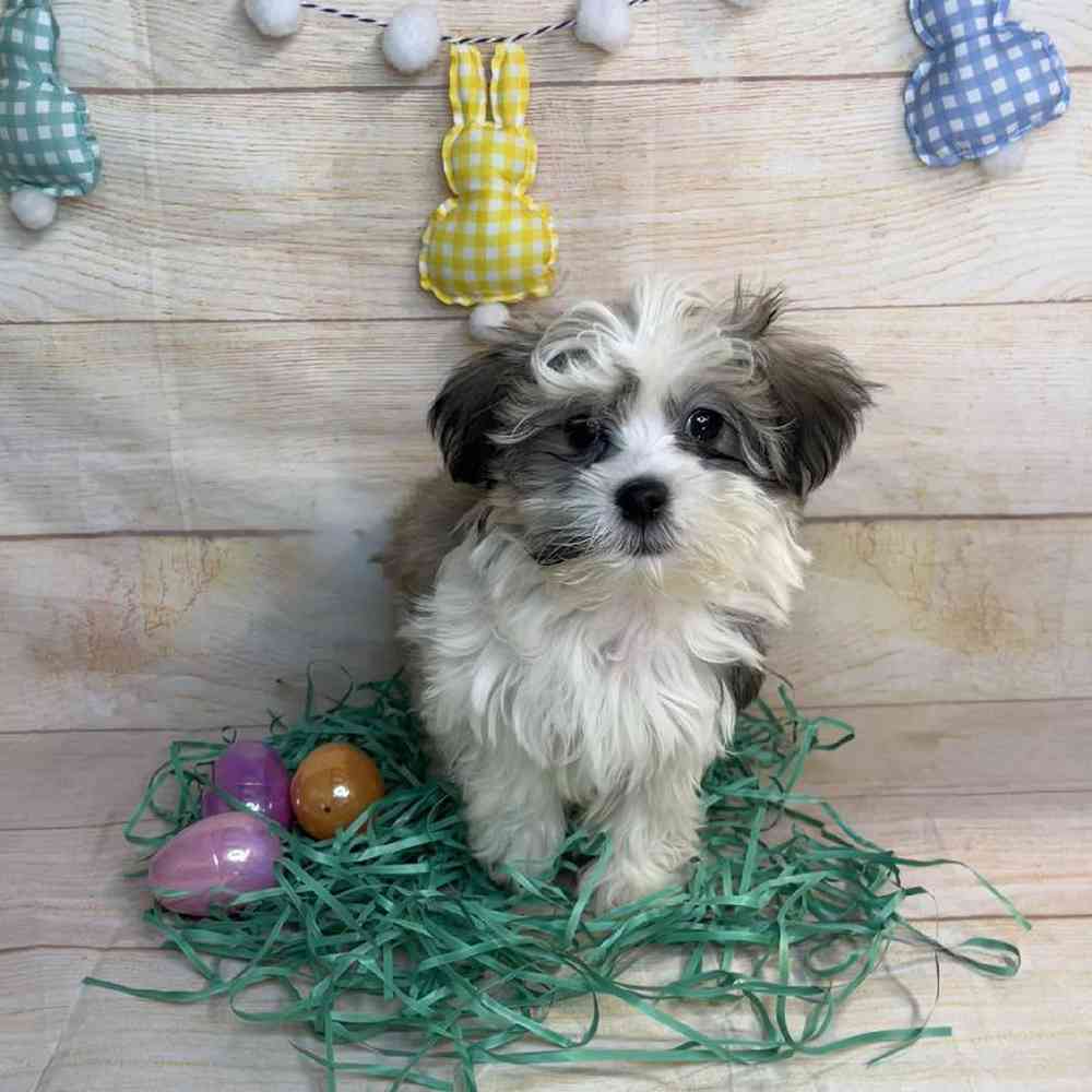 carousel pet images