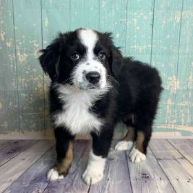 Miniature Australian Shepherd